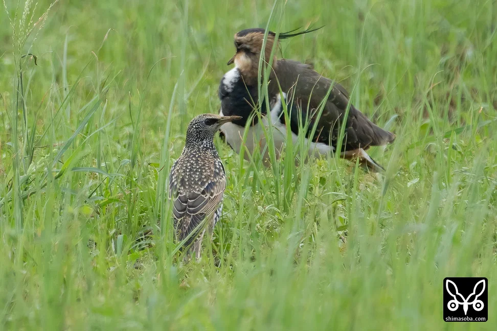 タゲリ