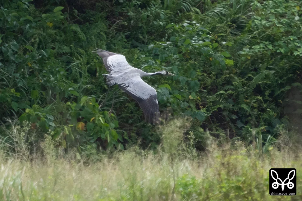 クロヅル