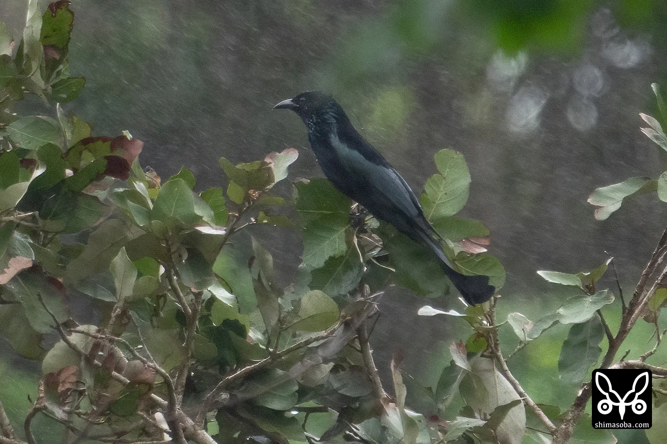 カンムリオウチュウ