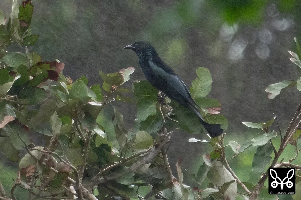 カンムリオウチュウ