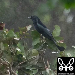 カンムリオウチュウ