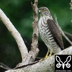 リュウキュウツミ