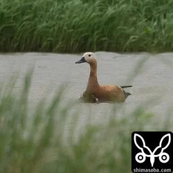 アカツクシガモのメス。