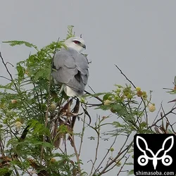 採草地のカタグロトビ。非常に警戒心の弱い個体でした。
