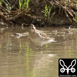 ウズラシギ