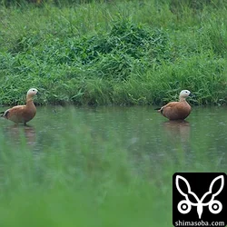 アカツクシガモ、カリガネ、クロヅルなど長逗留中(動画あり)