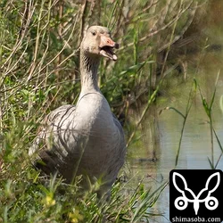 ハイイロガン、カンムリワシ幼鳥、オニアジサシほか