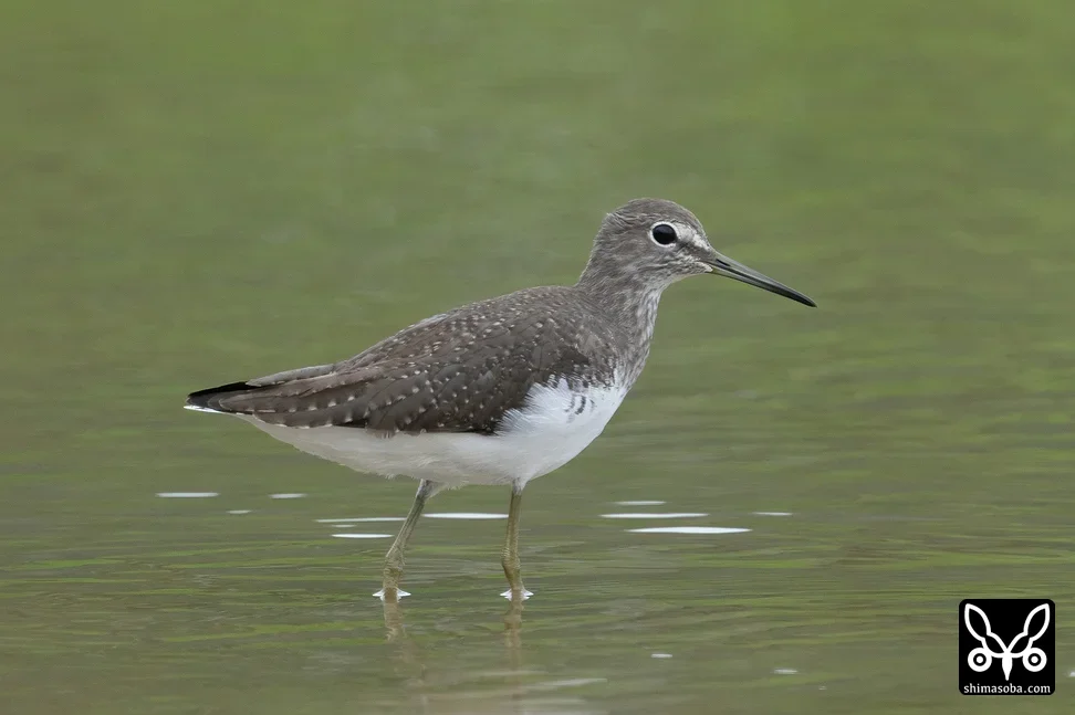 クサシギ