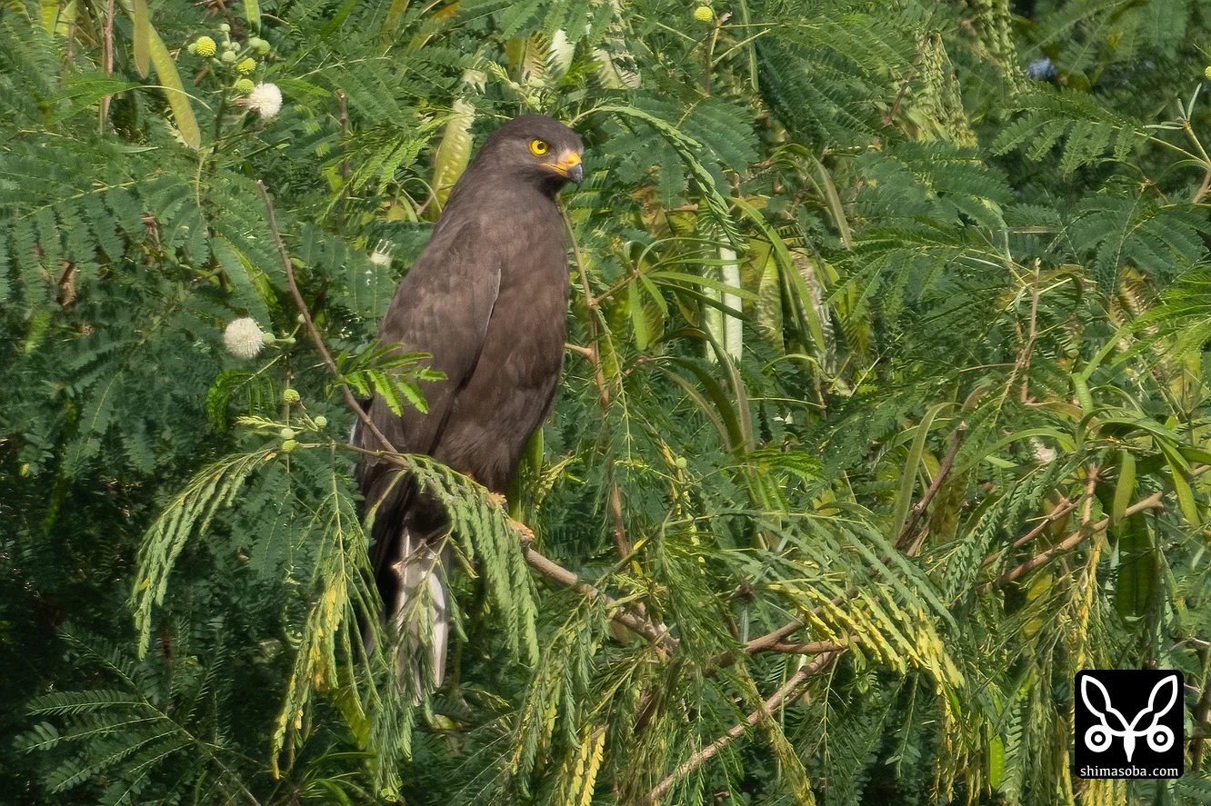 サシバ