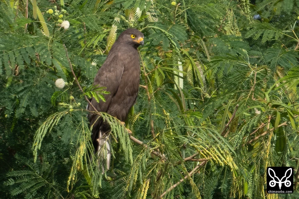 サシバ