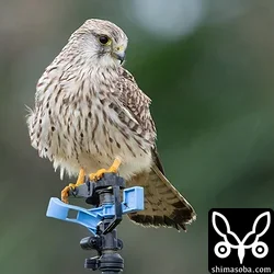 チョウセンチョウゲンボウ幼鳥。警戒心ゼロで近くで観察できました。