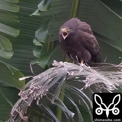 背中の羽毛を逆立てて、鳴き声を上げながら警戒していました。
