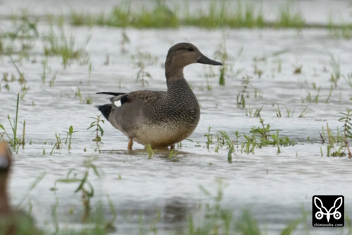 オカヨシガモ