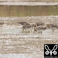 タシギの群れ。石垣島内では、10羽から30羽の群れになって越冬中。