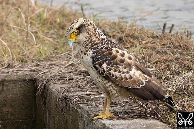 最近、安定して見られるカンムリワシ幼鳥。