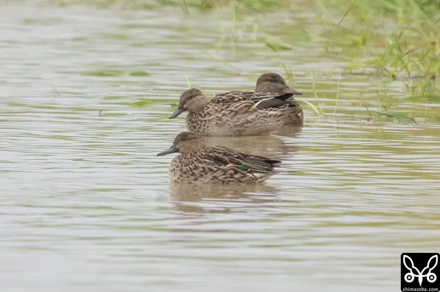 コガモのメス成鳥。