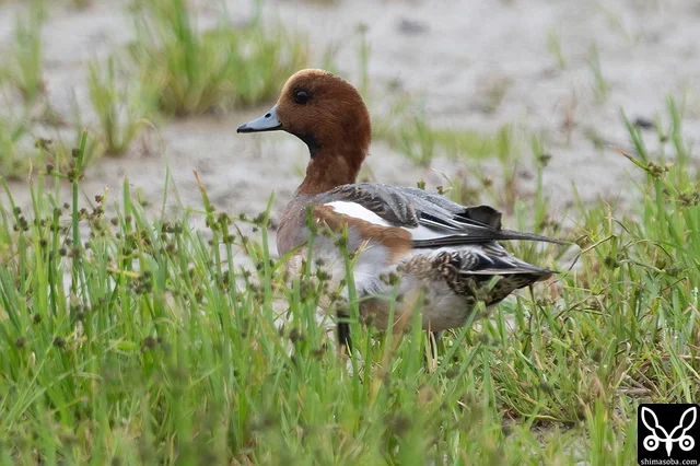 ヒドリガモ成鳥オス。エクリプスから生殖羽へ換羽中。