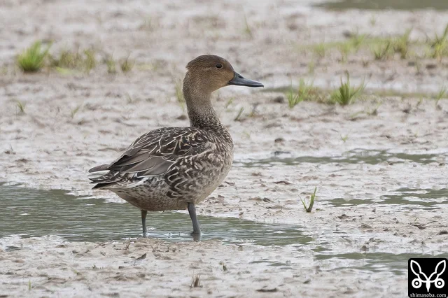 オナガガモの成鳥メス。非生殖羽。