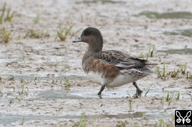 ヒドリガモの成鳥メス。非生殖羽。