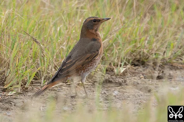 この日、一番鮮やかだったハチジョウツグミ。成鳥。