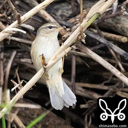 カイガラムシのようなものを食べている。ほかにはクモや小さな昆虫を捕食していた。
