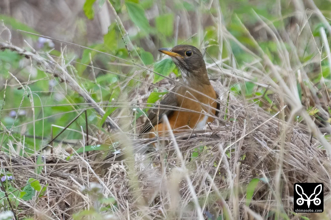 アカハラ
