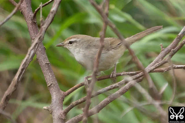 チョウセンウグイス。どこにでもあるうような草むらに潜んでいます。地鳴きはよく聞こえますが、姿を見るのは一苦労。