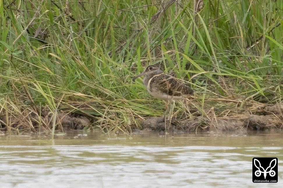 タマシギ