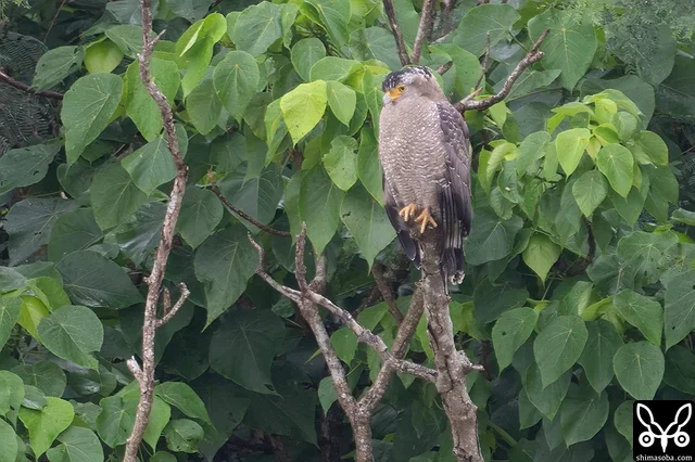 カンムリワシ成鳥。