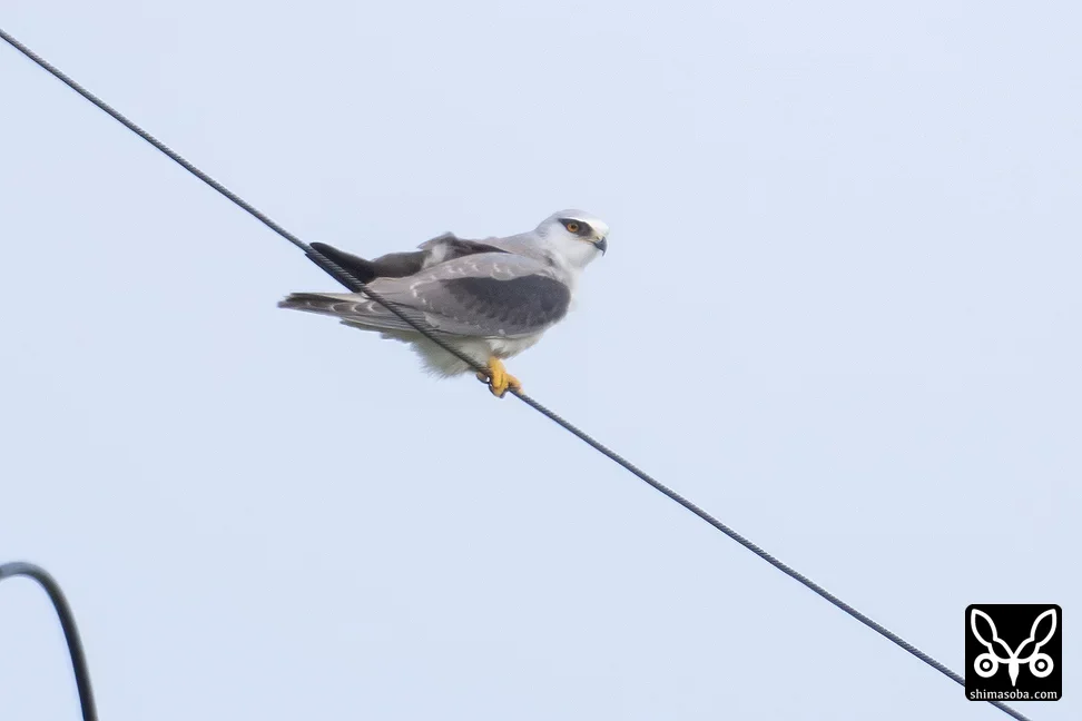 カタグロトビ