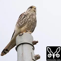 チョウゲンボウ幼鳥。こちらも警戒心なしでした。