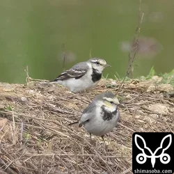 タイワンハクセキレイ