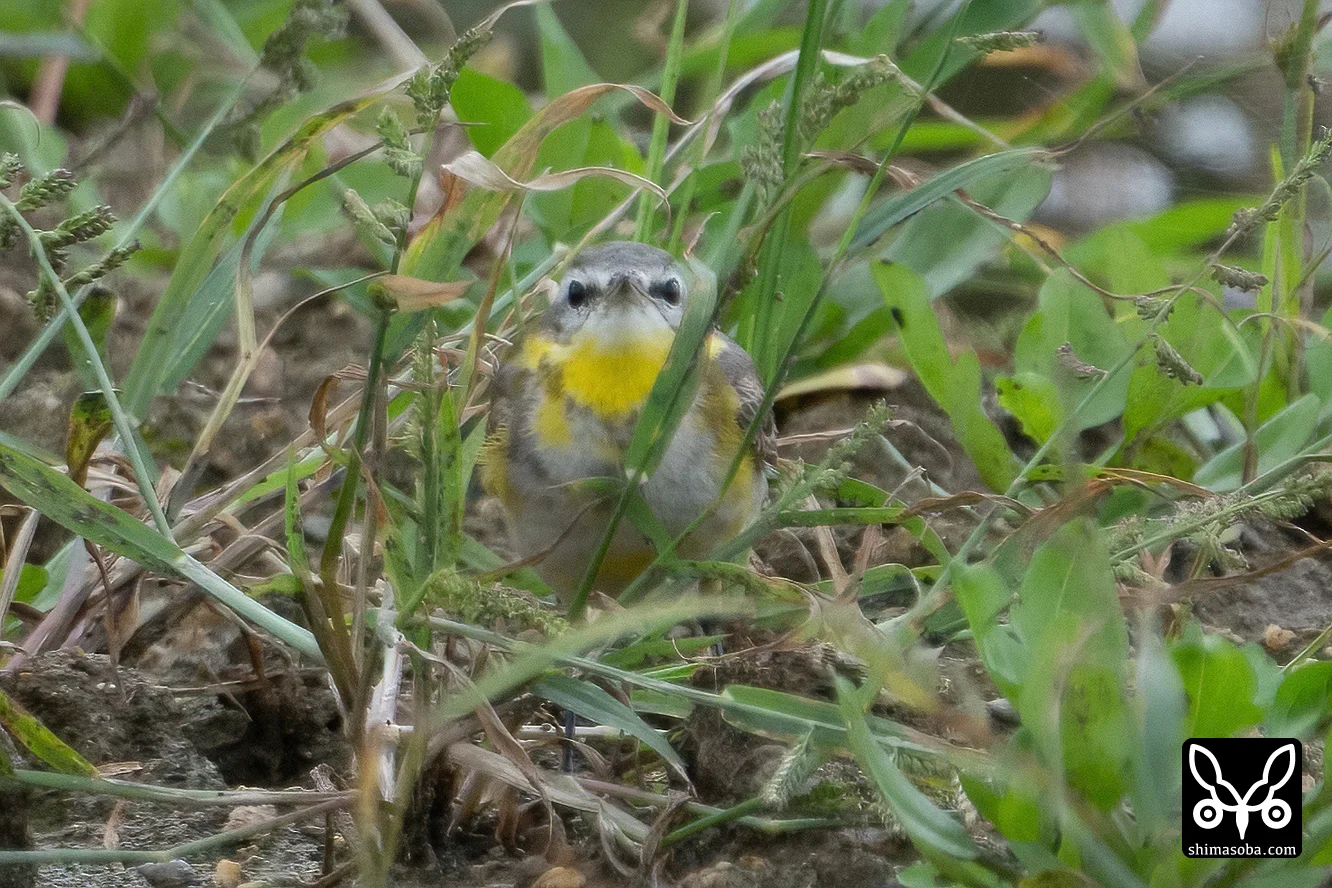 ニシツメナガセキレイ