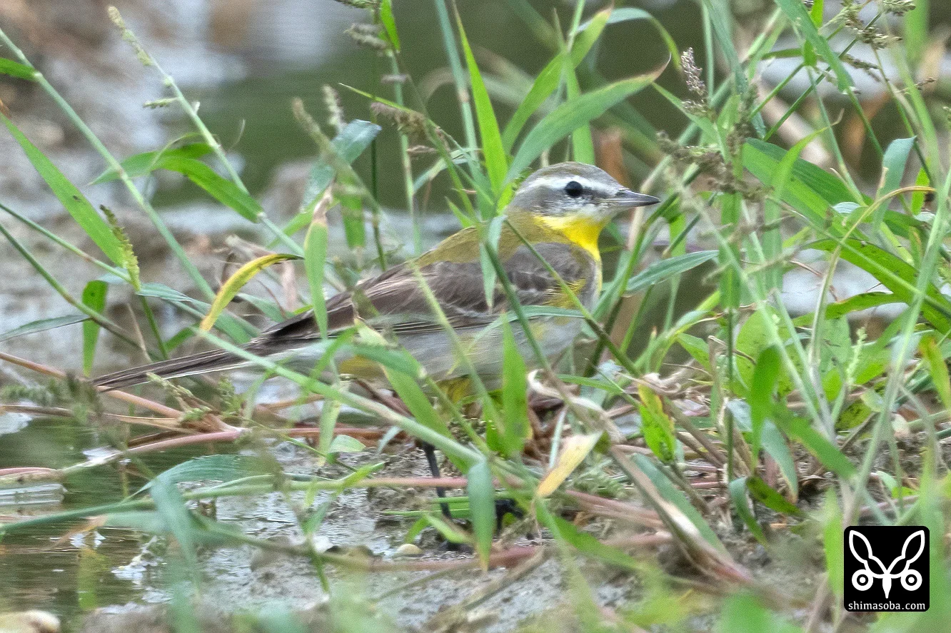 ニシツメナガセキレイ