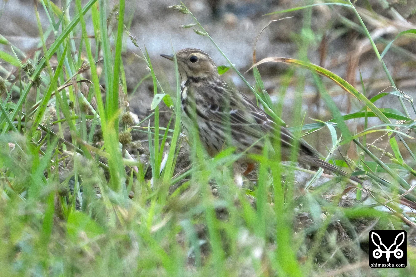 ムネアカタヒバリ