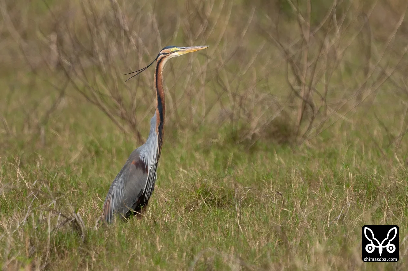 ムラサキサギ