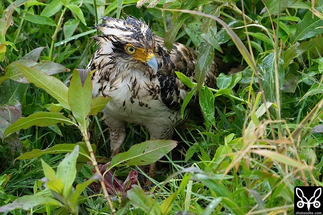 獲物を食うカンムリワシの幼鳥。何を食っているのかは分からず…。