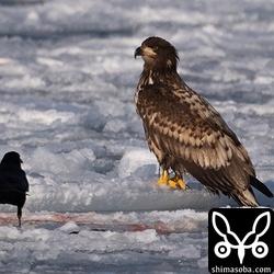 港内に溜まった氷の上にオジロワシ幼鳥。