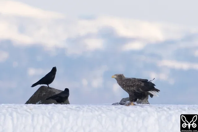 国後島をバックにオジロワシの成鳥。