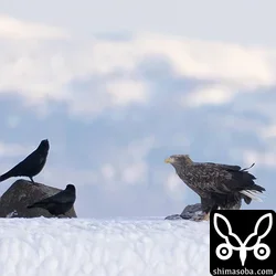 道東へ家族旅行で少しだけ鳥見