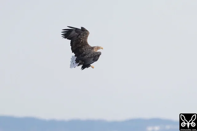 オジロワシ成鳥。