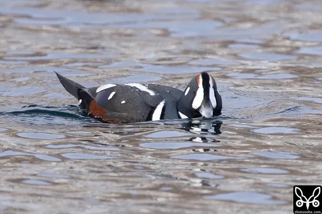 シノリガモの成鳥オス。