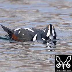 シノリガモの成鳥オス。