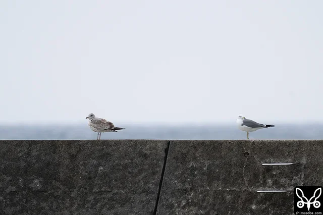 漁港のウミネコ。第1回夏羽(左)と成鳥夏羽になっています。ウミネコの換羽はシロチドリなみに早いですね。