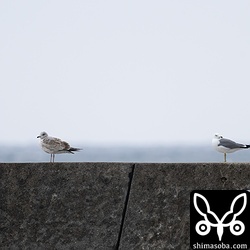 漁港のウミネコ。第1回夏羽(左)と成鳥夏羽になっています。ウミネコの換羽はシロチドリなみに早いですね。