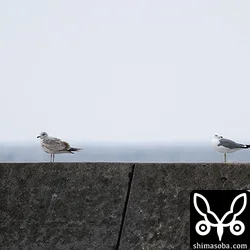 漁港のウミネコ。第1回夏羽(左)と成鳥夏羽になっています。ウミネコの換羽はシロチドリなみに早いですね。