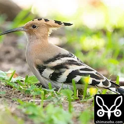 ヤツガシラ、アカツクシガモ、ツクシガモ(動画あり)