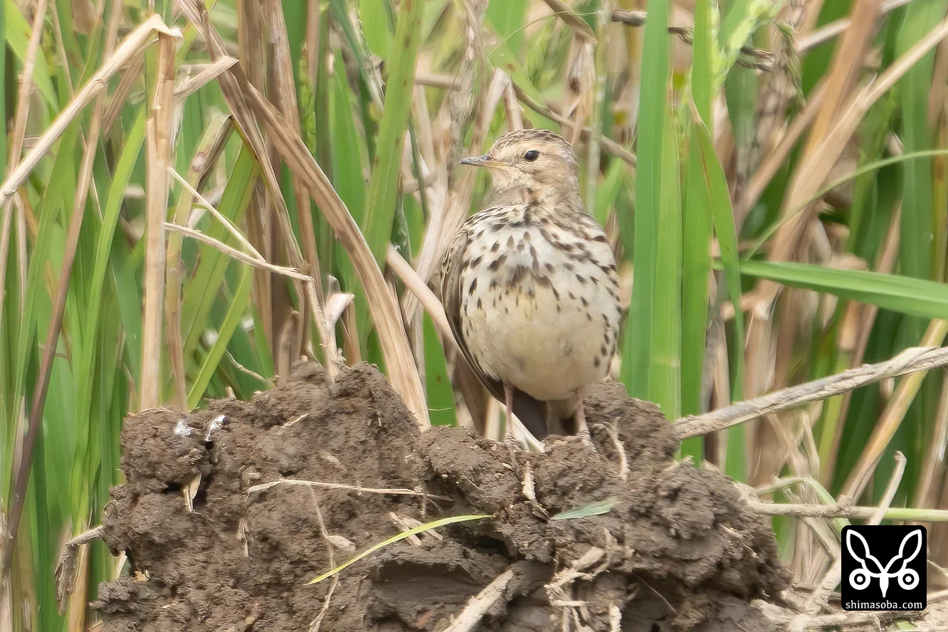 ムネアカタヒバリ