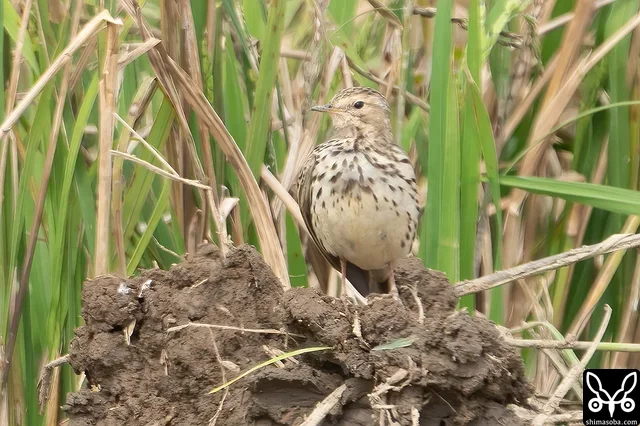 落ち着いて羽繕いしています。