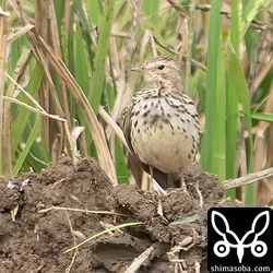 ムネアカタヒバリ
